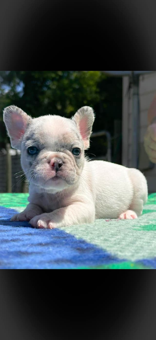 French Bulldog Puppies media 9