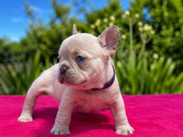 French Bulldog Puppies media 8