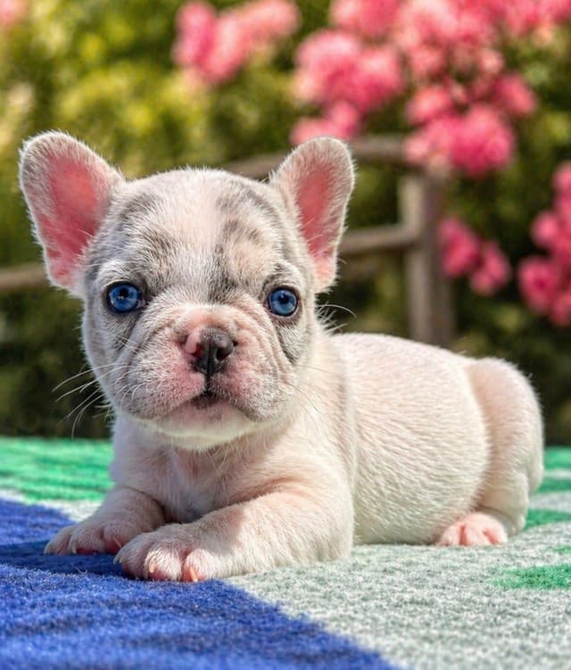 French Bulldog Puppies media 10