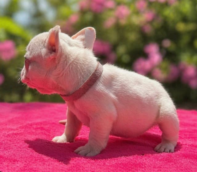 French Bulldog Puppies media 11