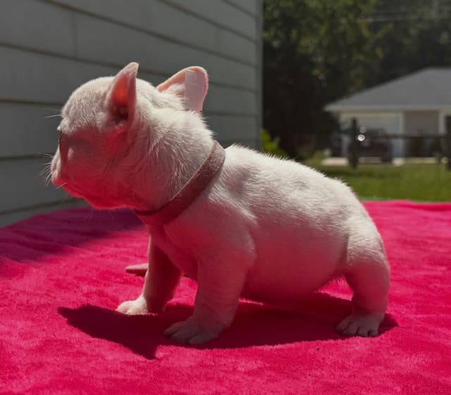 French Bulldog Puppies media 12
