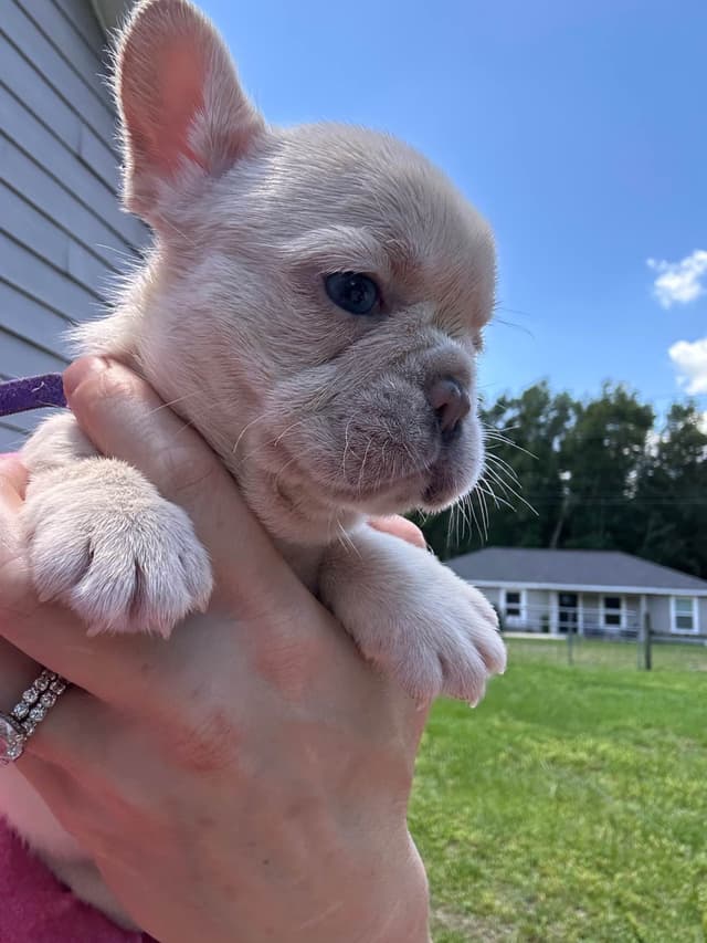 French Bulldog Puppies media 13