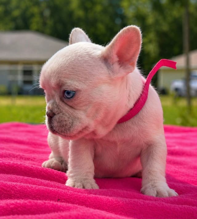 French Bulldog Puppies media 14