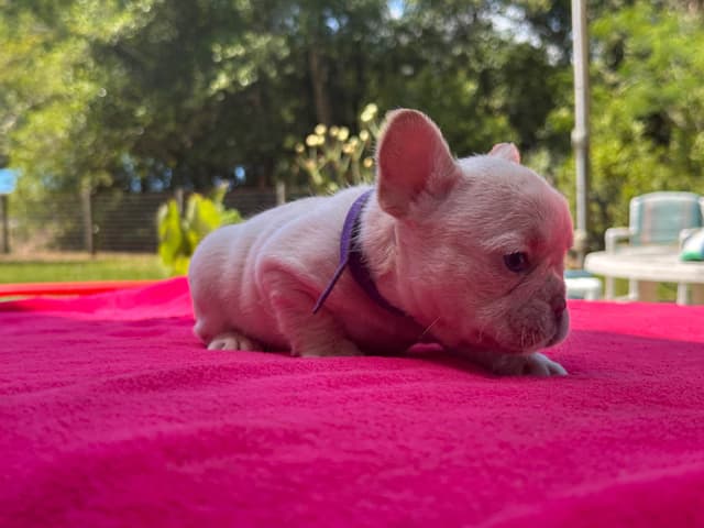 French Bulldog Puppies media 16