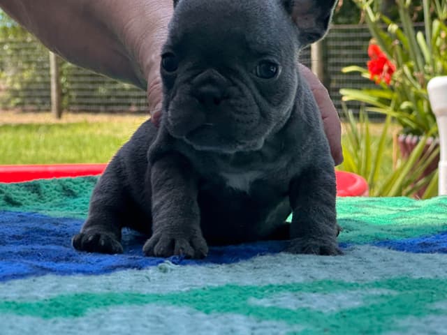 French Bulldog Puppies media 15
