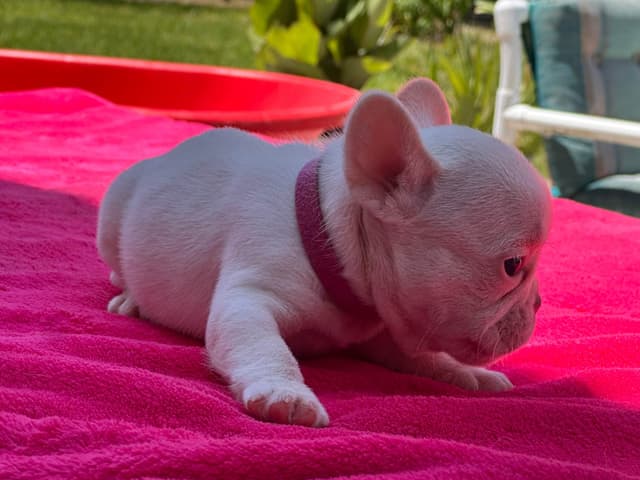 French Bulldog Puppies media 18
