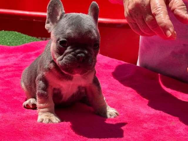 French Bulldog Puppies media 17