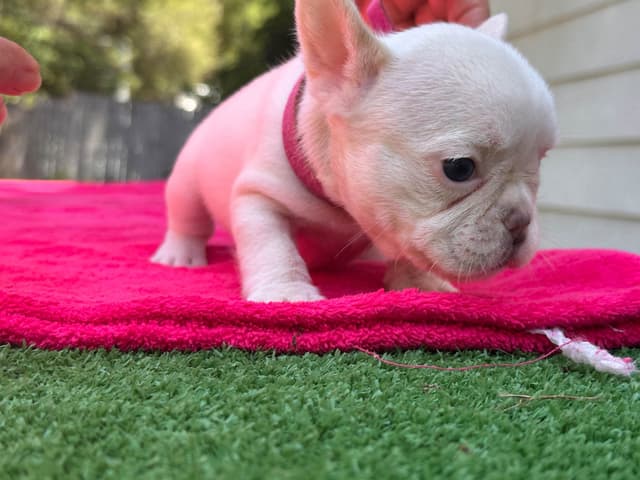 French Bulldog Puppies media 20