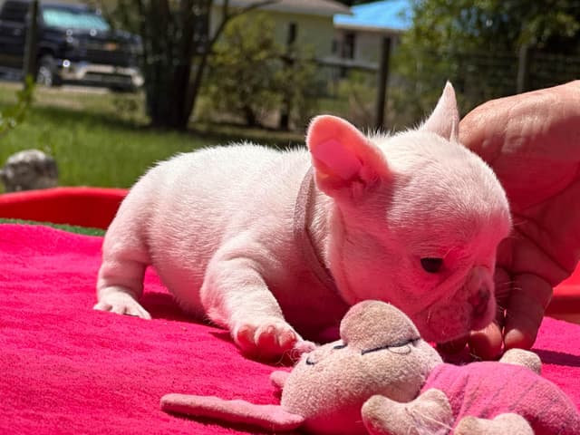 French Bulldog Puppies media 19