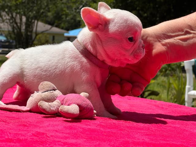 French Bulldog Puppies media 23