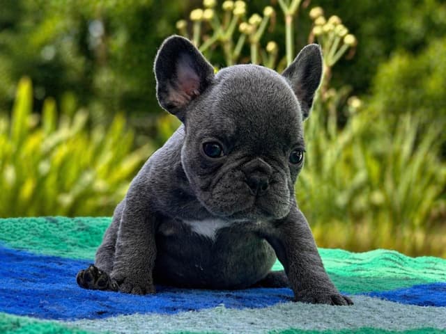 French Bulldog Puppies media 22