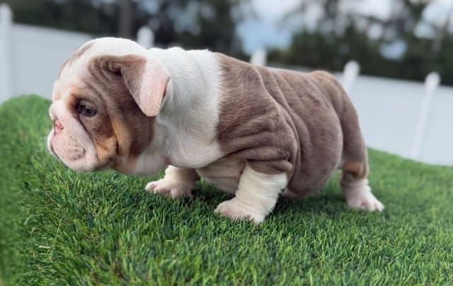 Bulldog Puppies media 3
