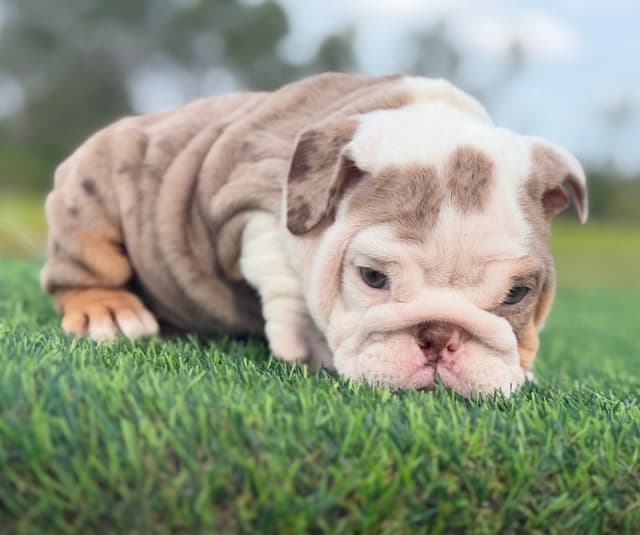 Bulldog Puppies media 2