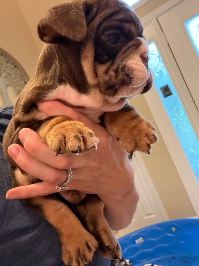 Bulldog Puppies media 4