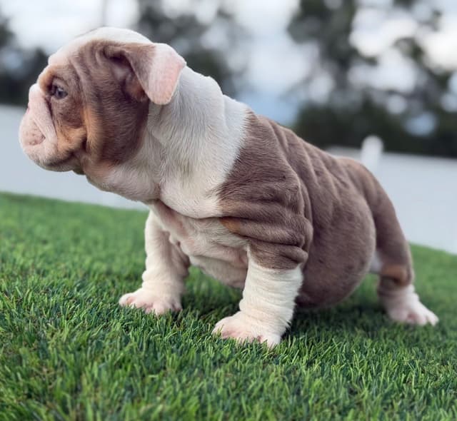 Bulldog Puppies media 5