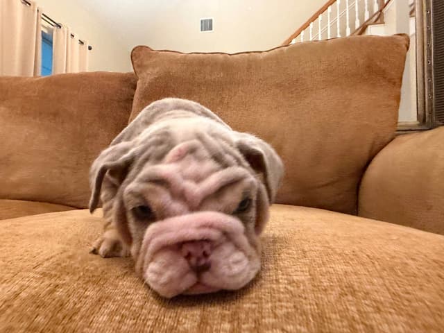 Bulldog Puppies media 7