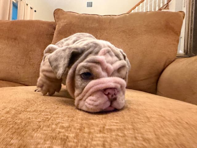 Bulldog Puppies media 8