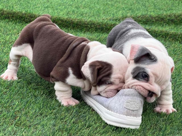 Bulldog Puppies media 9