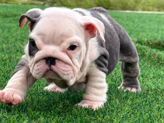 Bulldog Puppies media 10
