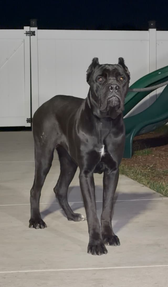 AKC STRAW CARRIER CANE CORSO PUPPIES CHAMPION BLOODLINE TOP QUALITY media 2