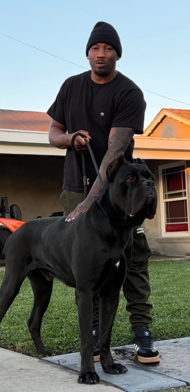 AKC STRAW CARRIER CANE CORSO PUPPIES CHAMPION BLOODLINE TOP QUALITY media 3