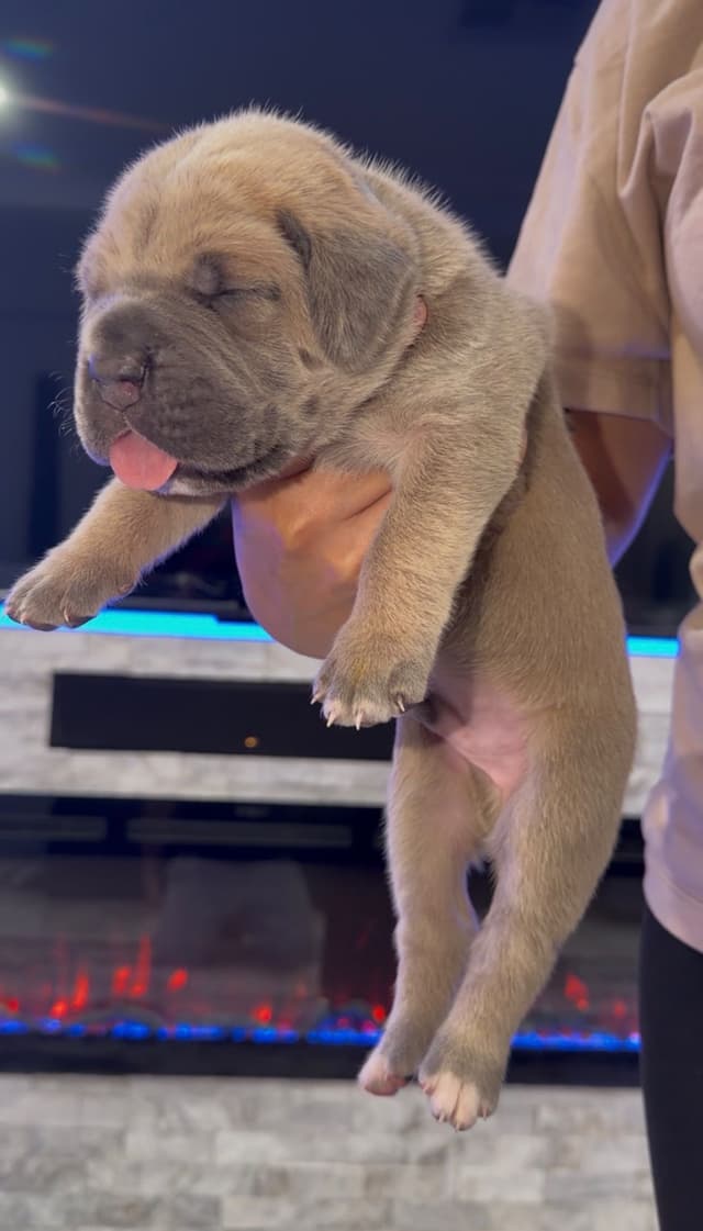 AKC STRAW CARRIER CANE CORSO PUPPIES CHAMPION BLOODLINE TOP QUALITY media 4