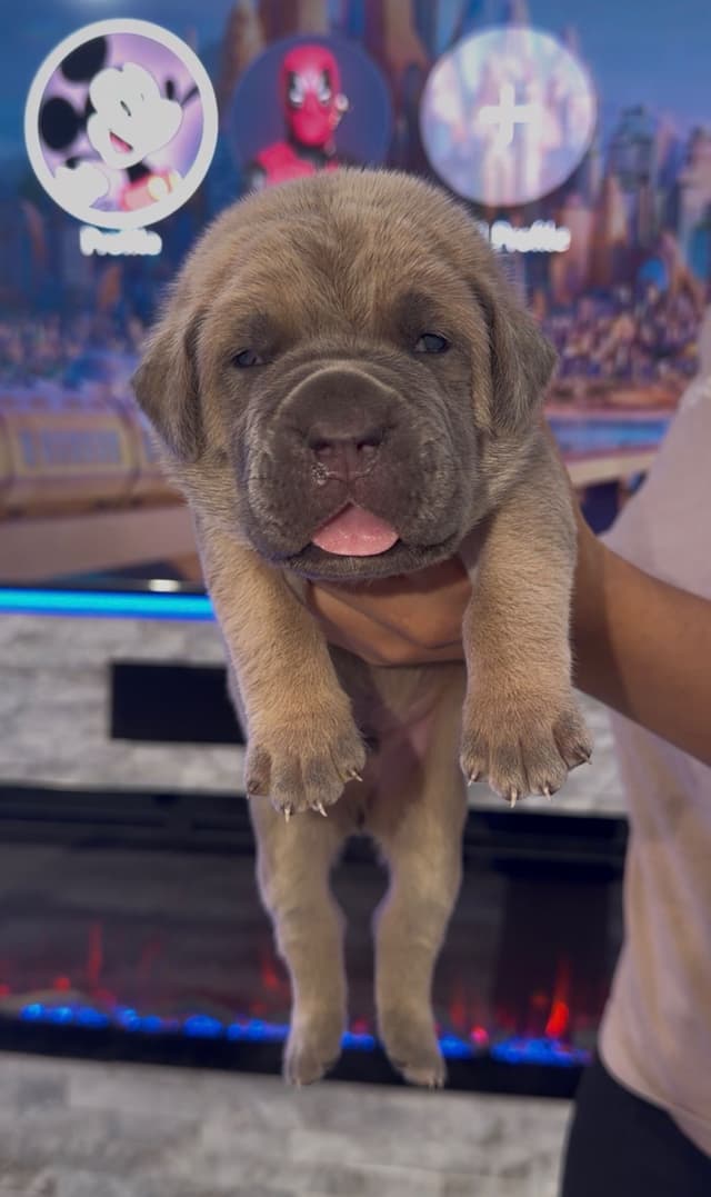 AKC STRAW CARRIER CANE CORSO PUPPIES CHAMPION BLOODLINE TOP QUALITY media 5