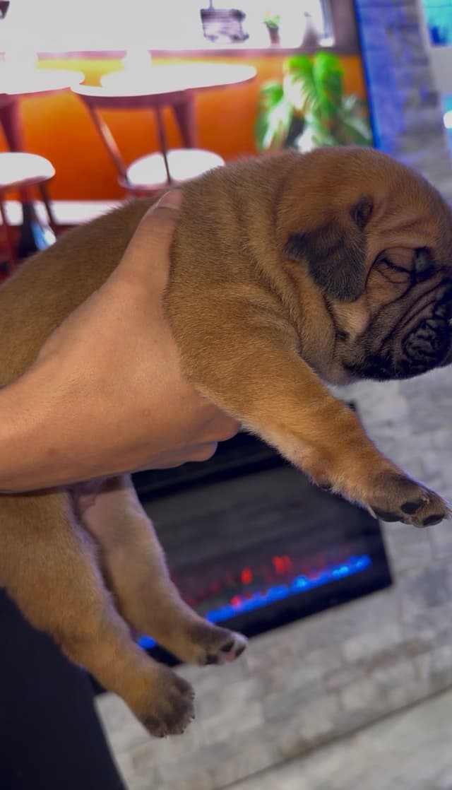 AKC STRAW CARRIER CANE CORSO PUPPIES CHAMPION BLOODLINE TOP QUALITY media 6