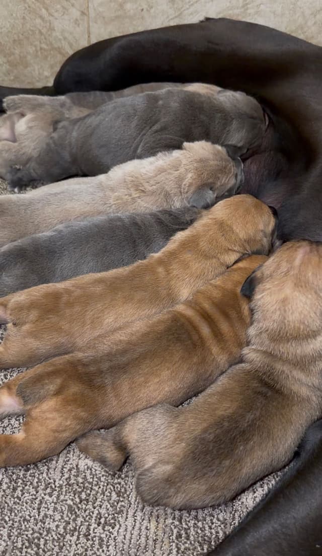 AKC STRAW CARRIER CANE CORSO PUPPIES CHAMPION BLOODLINE TOP QUALITY media 8