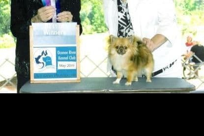 Chihuahua Puppies breeder image 2