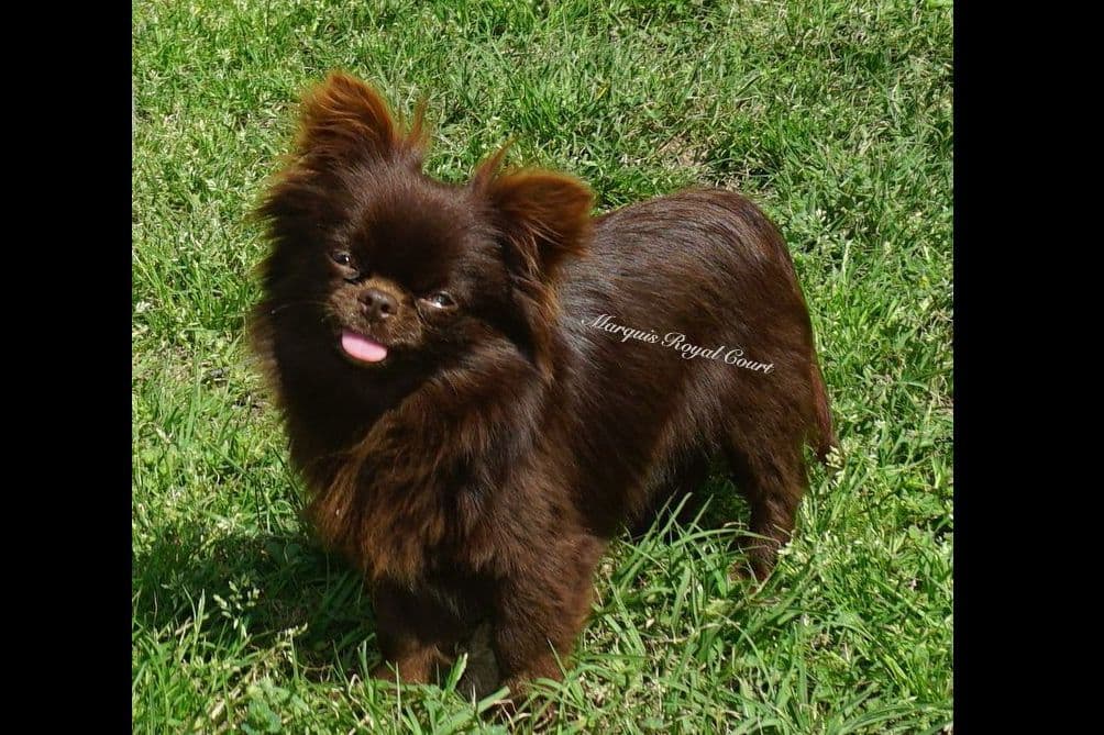 Chihuahua Puppies breeder image 3