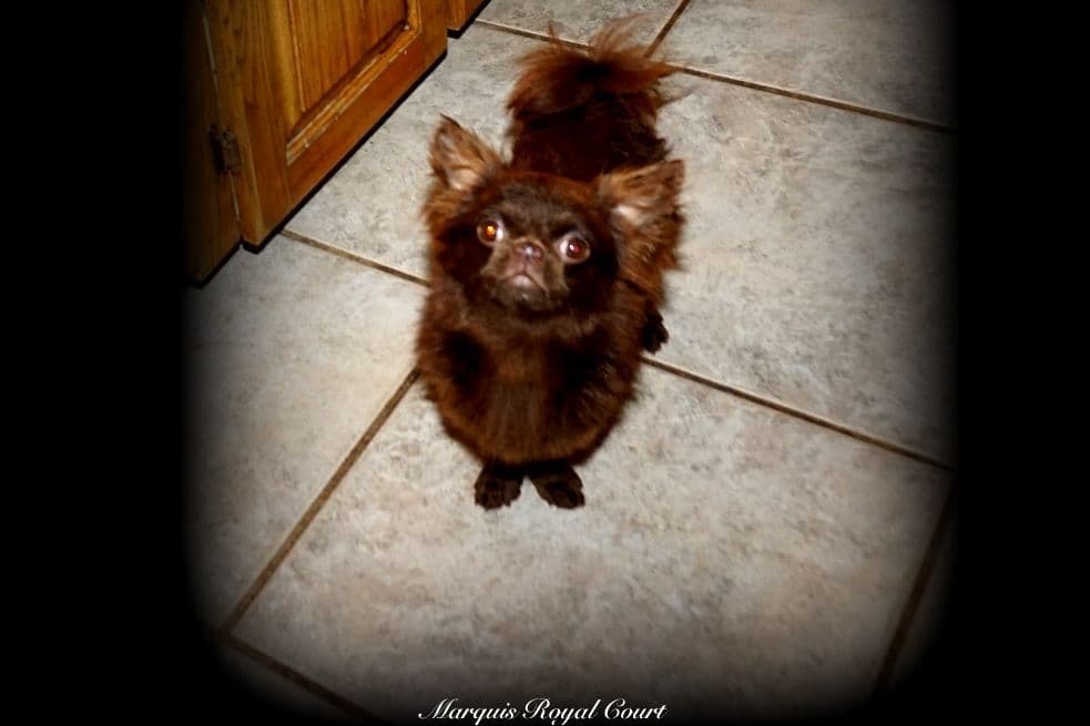 Chihuahua Puppies breeder image 5