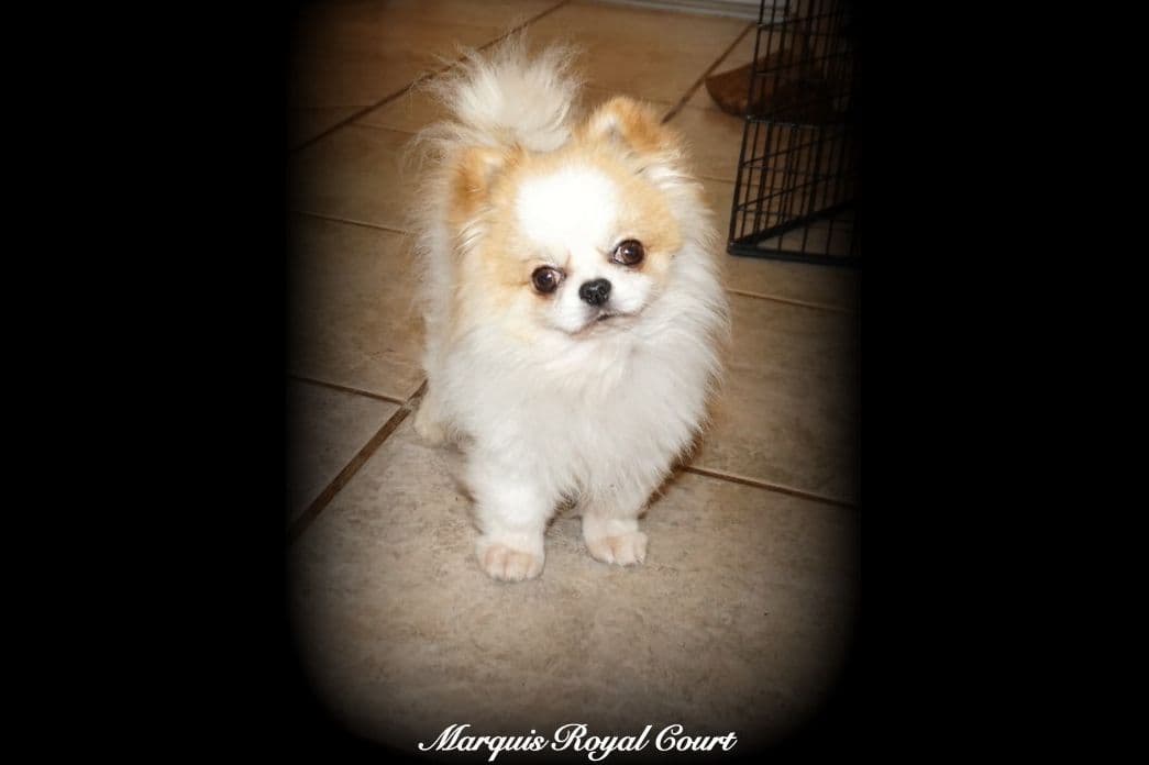 Chihuahua Puppies breeder image 6
