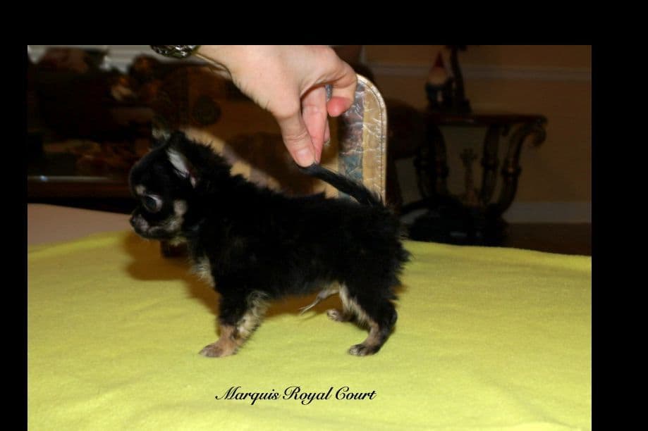 Chihuahua Puppies breeder image 7