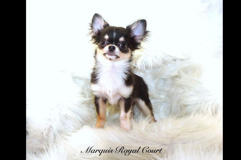 Chihuahua Puppies breeder image 9