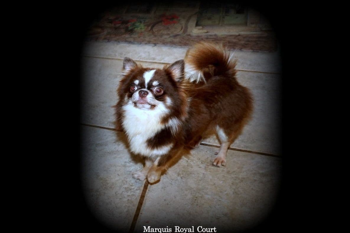 Chihuahua Puppies breeder image 10