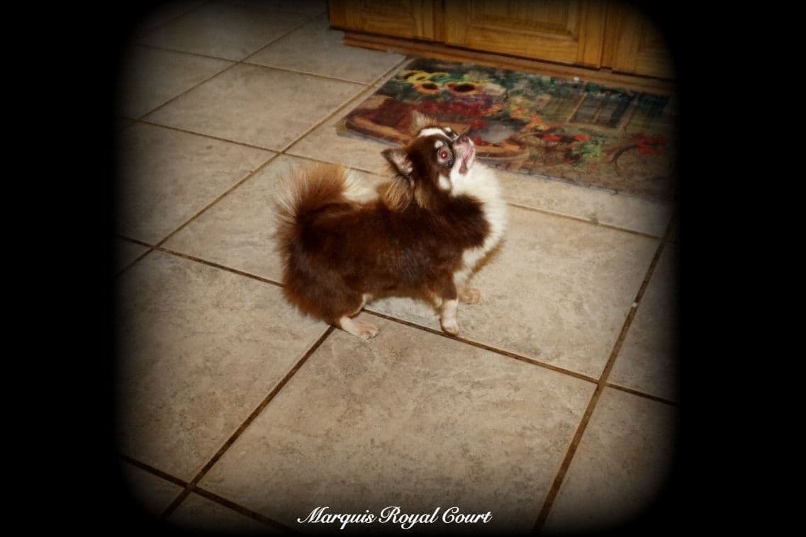 Chihuahua Puppies breeder image 11