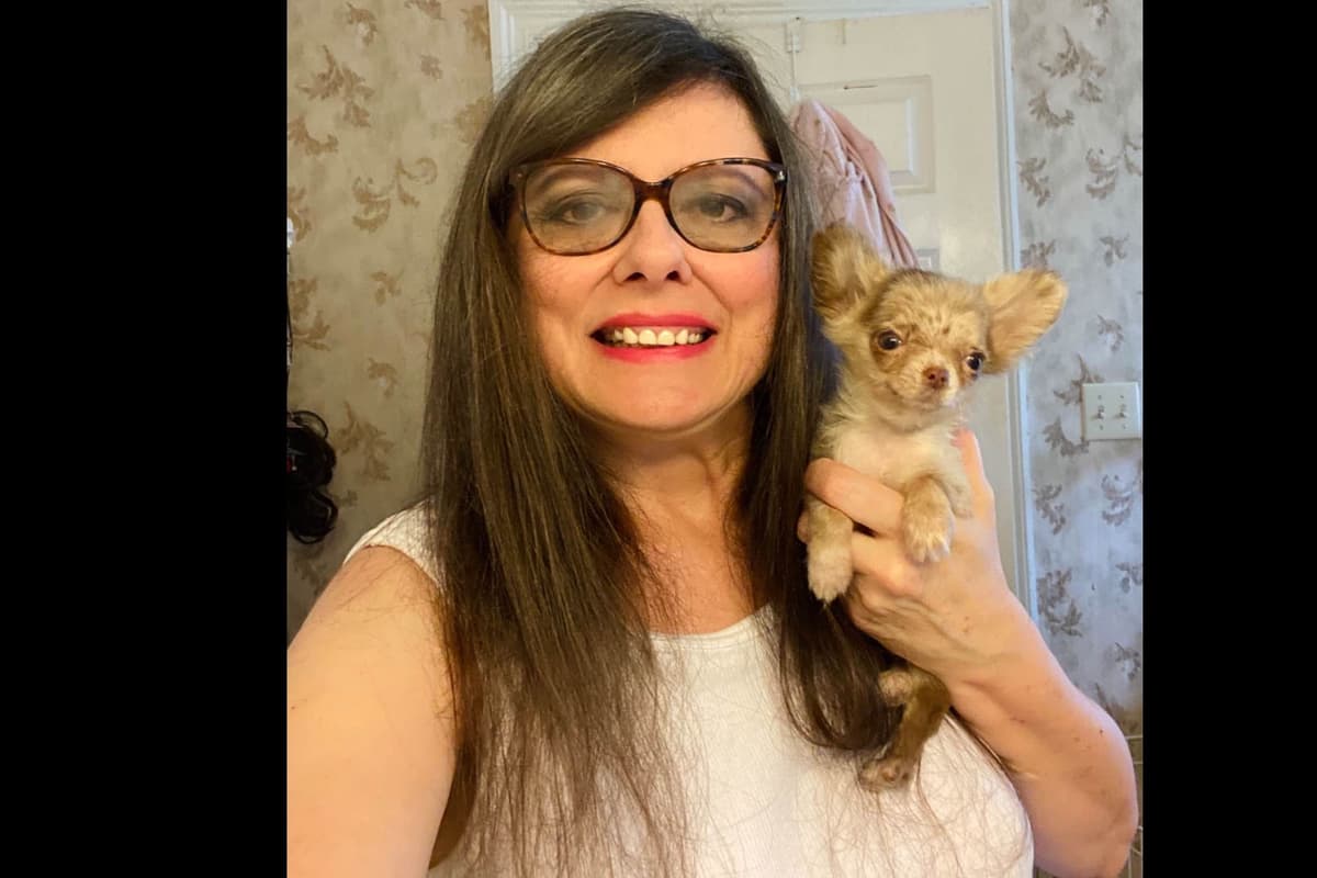 Chihuahua Puppies breeder image 12