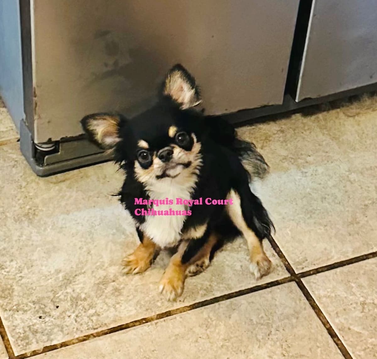 Chihuahua Puppies breeder image 13