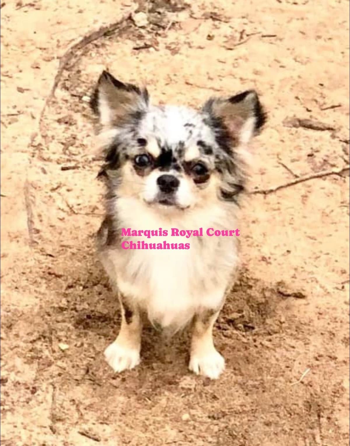 Chihuahua Puppies breeder image 14