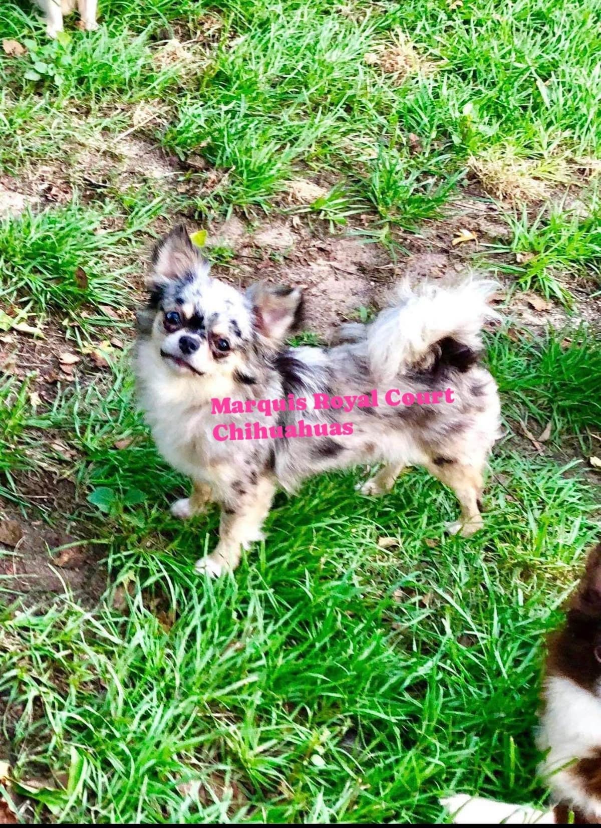 Chihuahua Puppies breeder image 15