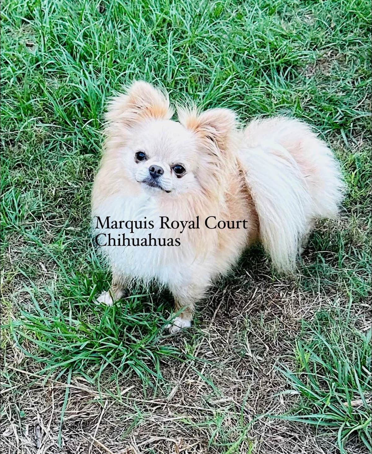 Chihuahua Puppies breeder image 16