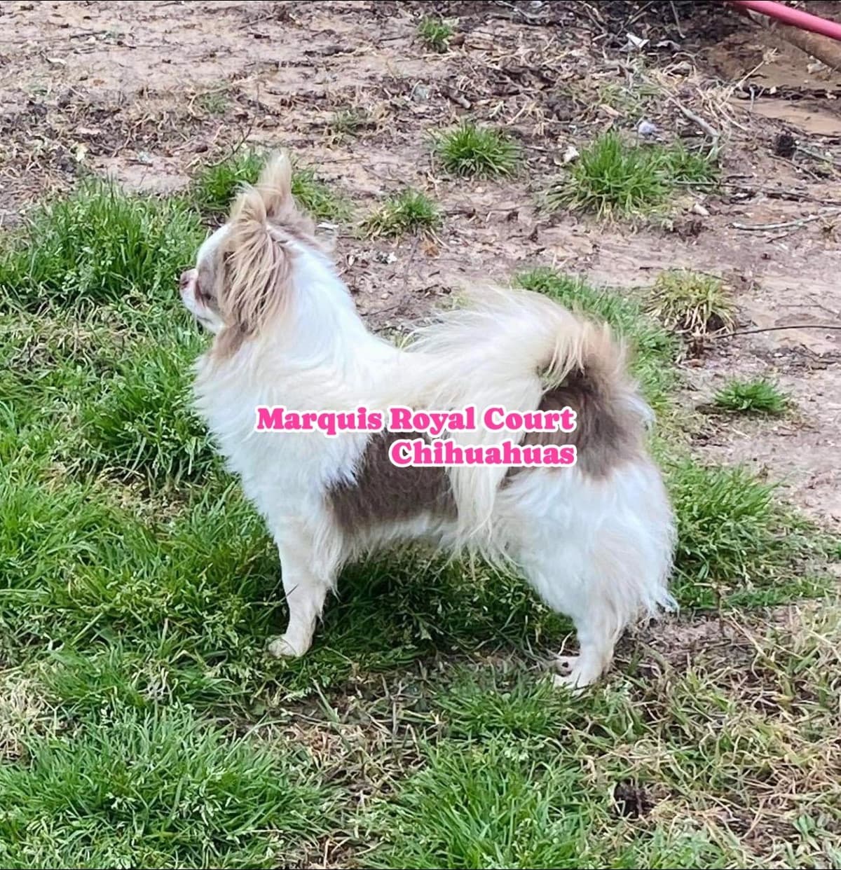 Chihuahua Puppies breeder image 17