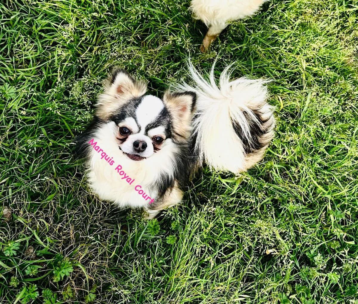 Chihuahua Puppies breeder image 18
