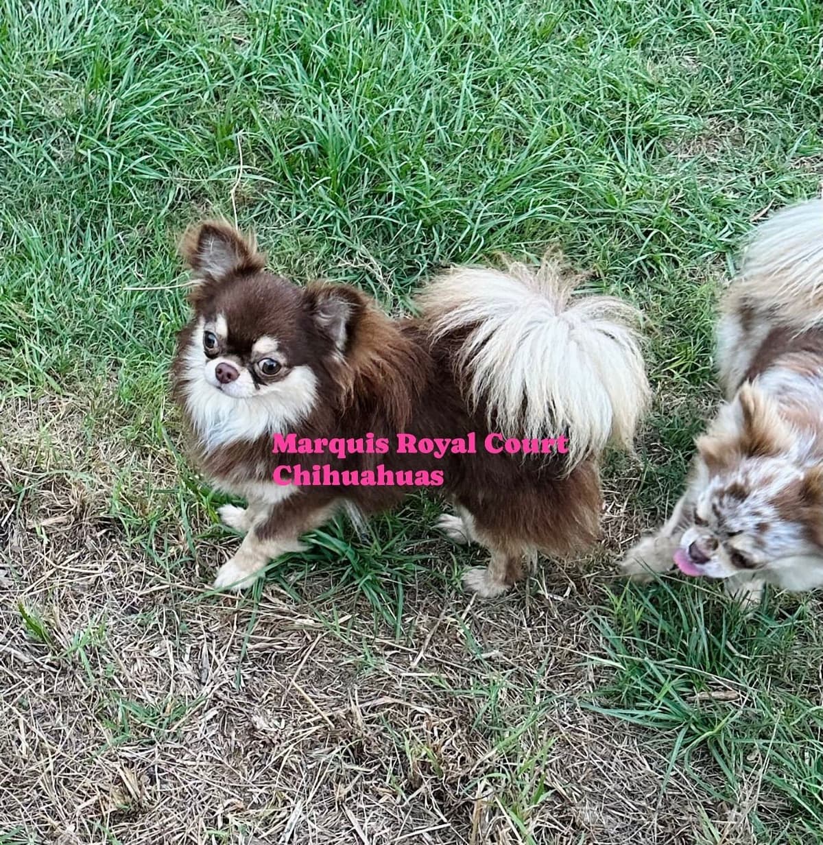 Chihuahua Puppies breeder image 19