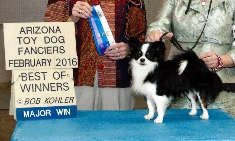 Chihuahua Puppies breeder image 20
