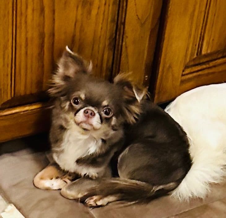 Chihuahua Puppies breeder image 21