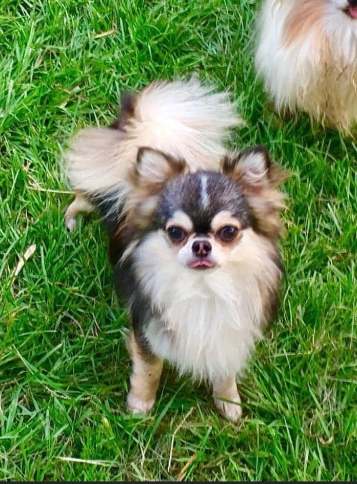 Chihuahua Puppies breeder image 23