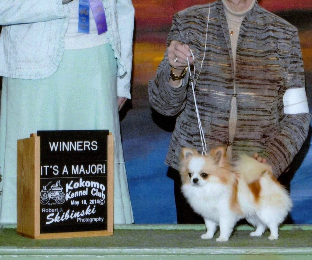 Chihuahua Puppies breeder image 24