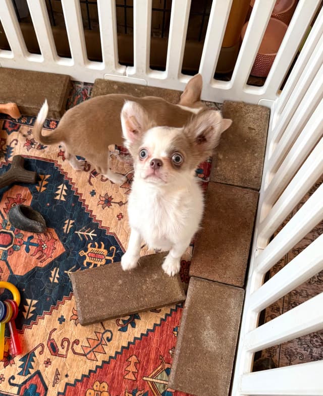 Chihuahua Puppies media 2